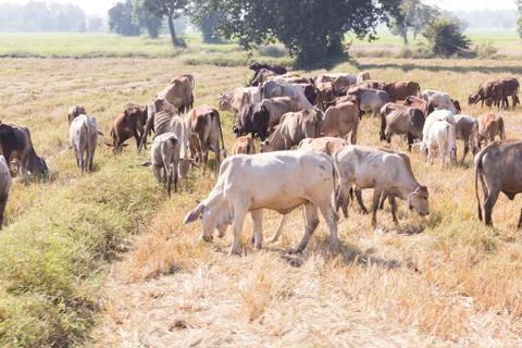Herds in the fields Stock Photos