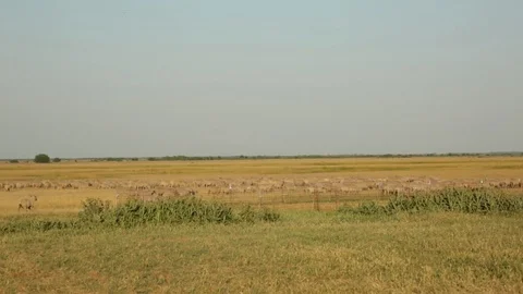 Herds of Sheep on The Pasture Stock-Footage 99554490