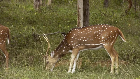 Herds Of Spotted Deer In The Forest Stock Footage 102710104