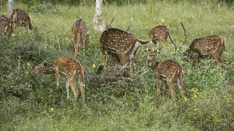 Herds Of Spotted Deer In The Forest Stock Footage 102713118