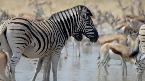 Herds of Zebra and Springbok Gather Around a Waterhole in Etosha Park, Namibia Stock-Footage 337933481