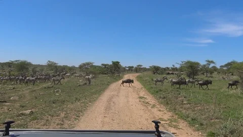 Herds of Zebra and wildebeest. Stock Footage
