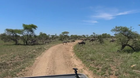 Herds of Zebra and wildebeest. Stock Footage