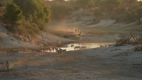 Herds of Zebra drinking and walking in Boteti river bed, Botswana, Makgadikgadi  Stock Footage 334314476