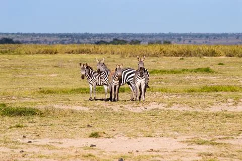 Herds of zebra facing the camera 스톡 사진