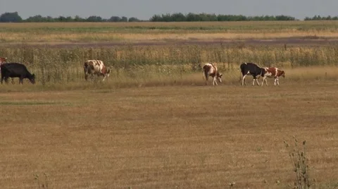Herdsman is keeping cows Stock Footage 56497458