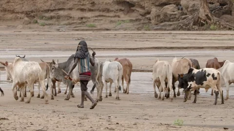 A herdsman moves his cattle down a dry riverbed in the Omo Valley of Ethiopia. Stock Footage 306630033