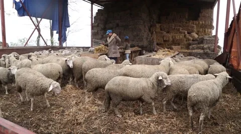 Herdsman prepares straw for sheep Stock-Footage 60257818