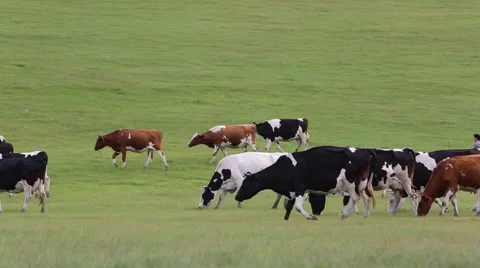 Herdsmen driving cows on the grasslands Stock Footage 40671080
