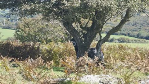 Herdwick hiding in trees Fotos Stock