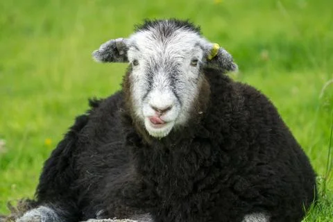 Herdwick Lamb lying down in the heat of a summers day looks straight at the c Stock Photos