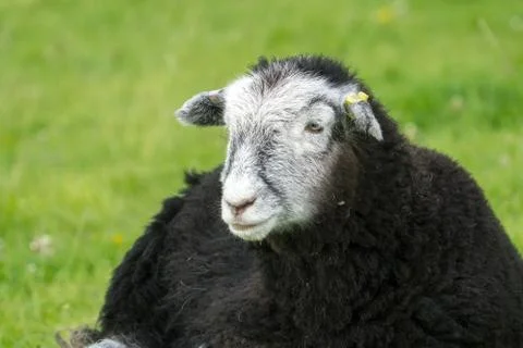 Herdwick Lamb lying down in the heat of a summers day looks straight at the c Stock Photos
