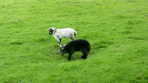 Herdwick lambs learning about grazing Vidéo 39580813