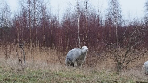 Herdwick sheep having a scratch against a young tree Stock Footage 102544694