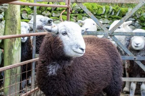Herdwick sheep, Herdy closeup face portraits Stock Photos