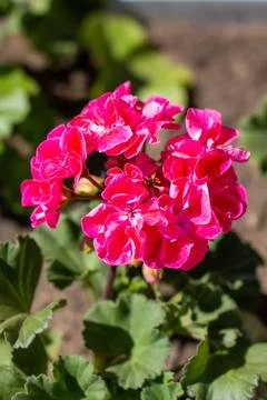 Here is a closeup image featuring a beautiful pink flower in a garden setting Stock Photos