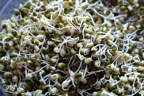 Here is a closeup image of fresh sprouts sitting in a bowl on a table Stock Photos