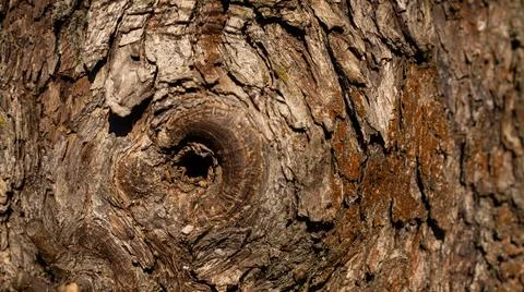 Here is a closeup image of a tree trunk that has a notable hole in it Stock Photos