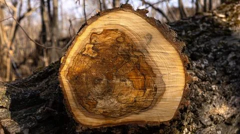 Here is a detailed close up view of a tree stump located in the woods Stock Photos