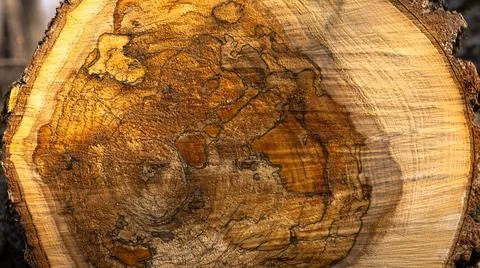 Here is a detailed close up view of a tree stump located in the woods Stock Photos