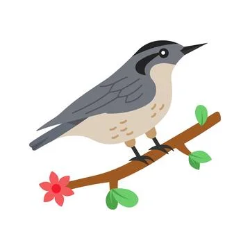 Here is a flat vector showing the wild nuthatch bird concept. Stock Illustration