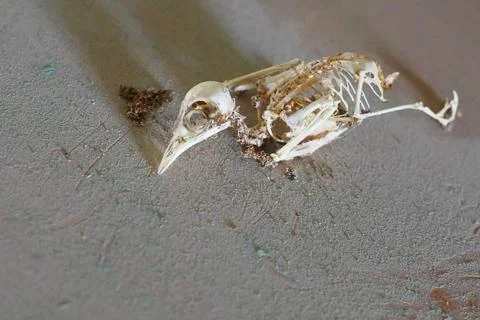 Here is an image of the skeleton of a chick 스톡 사진