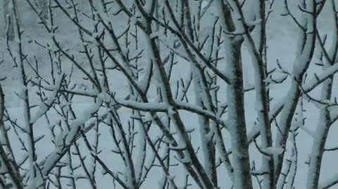 Here snowdrifts not only below but also on trees too 動画素材 10566262