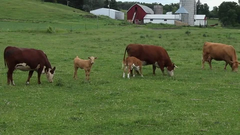 Hereferd cows and calves Stock Footage 77358236