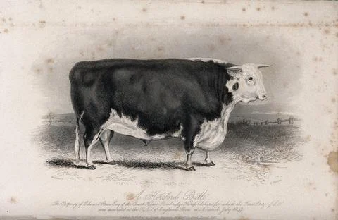 A Hereford bull. Etching by E. Hacker, ca 1849, after W.H. Davis. 스톡 일러스트
