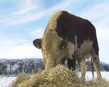 Hereford Bull Stock Footage 603534