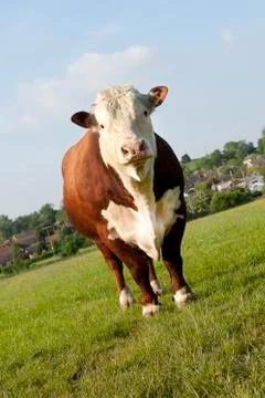 Hereford bull Stock Photos