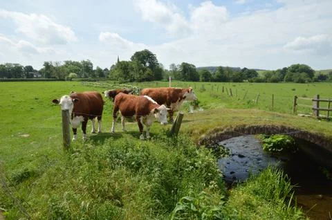 Hereford Cattle on Bridge Stock Photos