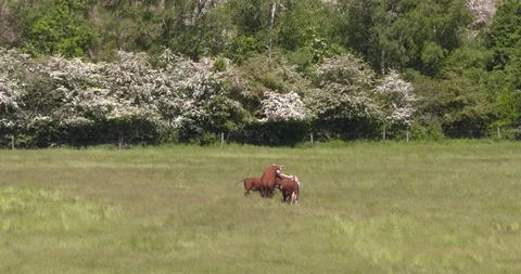 Hereford cattle, bull mounting a drafty cow in pasture Stock Footage 108101095