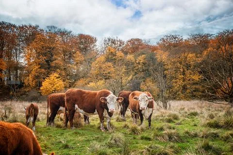 Hereford cattle cows in the fall Stock Photos