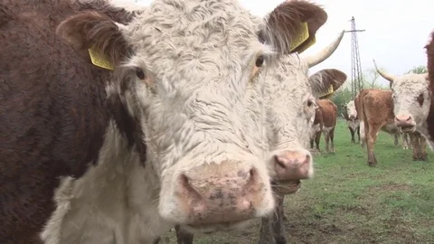 Hereford cattle Stock Footage 77457032