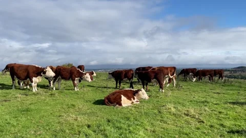 Hereford cattle including bullocks in the British countryside, UK Stock-Footage 287475314