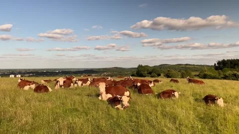 Hereford cattle lying down, England, UK Video stock 279097102
