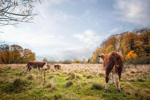 Hereford cattle on a meadow in the fall Stock Photos