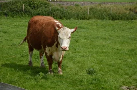 Hereford Cattle Stock Photos