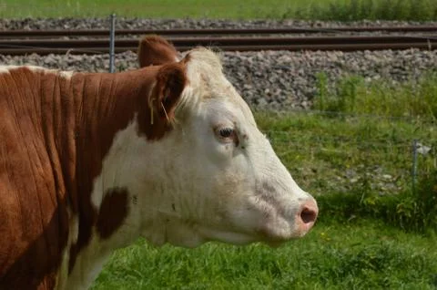 Hereford Cattle - Side head shot Stock Photos