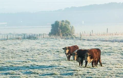 HereFord Cattle Winter Stock Photos
