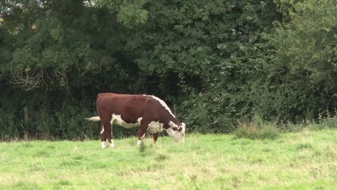 Hereford Cow Stock Footage 78883473