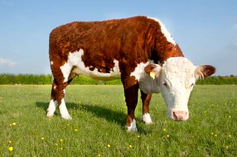 Hereford cow Stock Photos