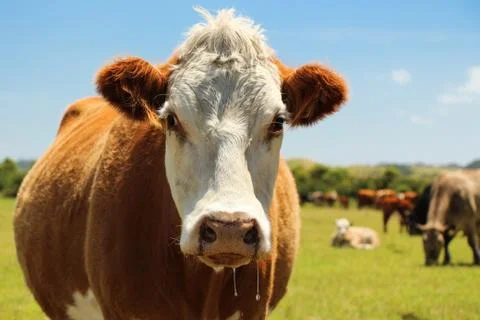 Hereford cow Stock Photos