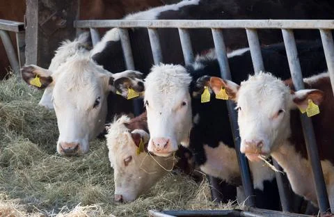 Hereford cows, beef cattle in a cowshed or barn, UK Stock Photos