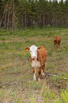 Hereford cows (bos taurus). Foto stock