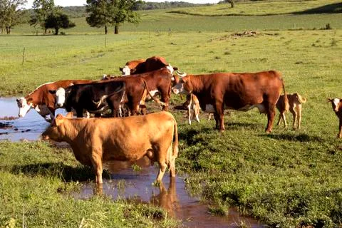 Hereford cows drinking 库存照片