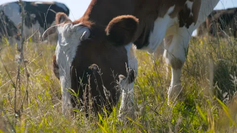 Hereford Cows eating grass. Free grazing. Cattle breeding. Livestock grazing. Stock Footage 99987724