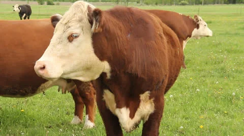 Hereford cows Stock Footage 24693797