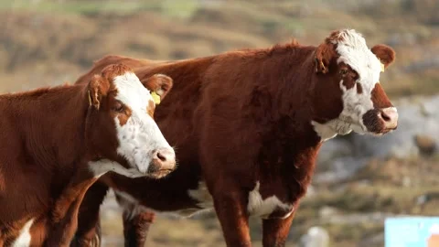 Hereford cows grazing on Harris Stock Footage 332135327